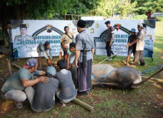 Prosesi penyembelihan hewan kurban di lingkungan Polda Jateng, dan nantinya daging hewan kurban dibagikan ke warga sekitar.