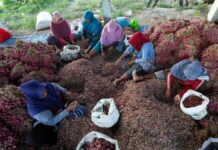 Pedagang bawang merah