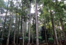 Mengenal CIFOR Indonesia bersama Prof Herry Purnomo