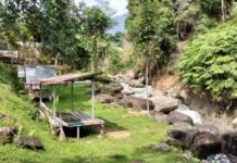 Mengenal Gerakan “Sejuta Pohon Untuk Sumbar” Bersama Pati Hariyose