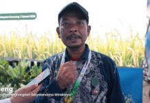 Sukses Panen Padi 8 Ton per Hektare, Petani Cianjur Raih Satyalancana Wira Karya dari Prabowo