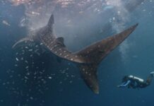 Dari Derawan untuk Samudra: Komitmen PIS Rawat Hiu Paus Nusantara